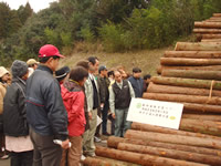 �X�ё̌��o�X�c�A�[