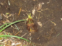 �o�X�c�A�[