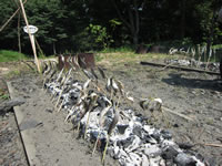 �A���̂��ݕ߂�ƃ\�[���������̌�����