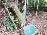 �G�؂̔��̍��