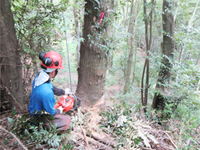 �G�؂̔��̍��