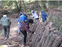 ���V�C�^�P���n�̌�