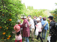 �~�J�����̌�