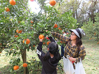 �~�J�����̌�