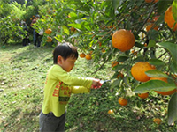 �~�J�����̌�