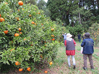 �~�J�����̌�