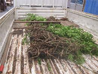 �n�c�@�̎�