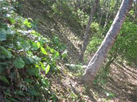 �c���u�L�A����