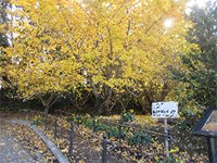 ������{�C�`���E