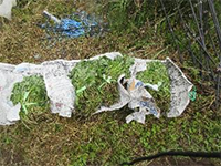 ���܂����A���t��