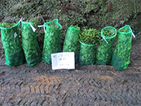 �Z�������E�A�́i��������̐X�j