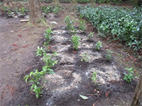 �Z�������E�A�́i��������̐X�j