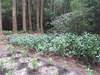 �Z�������E�A�́i��������̐X�j